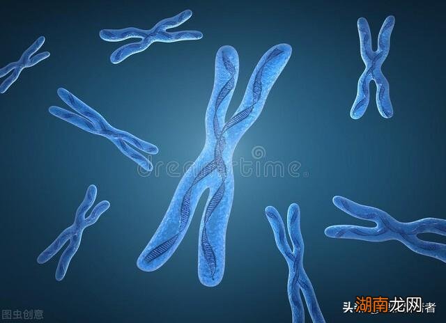 人与狗的染色体有何不同 狗的dna和人的dna差多少