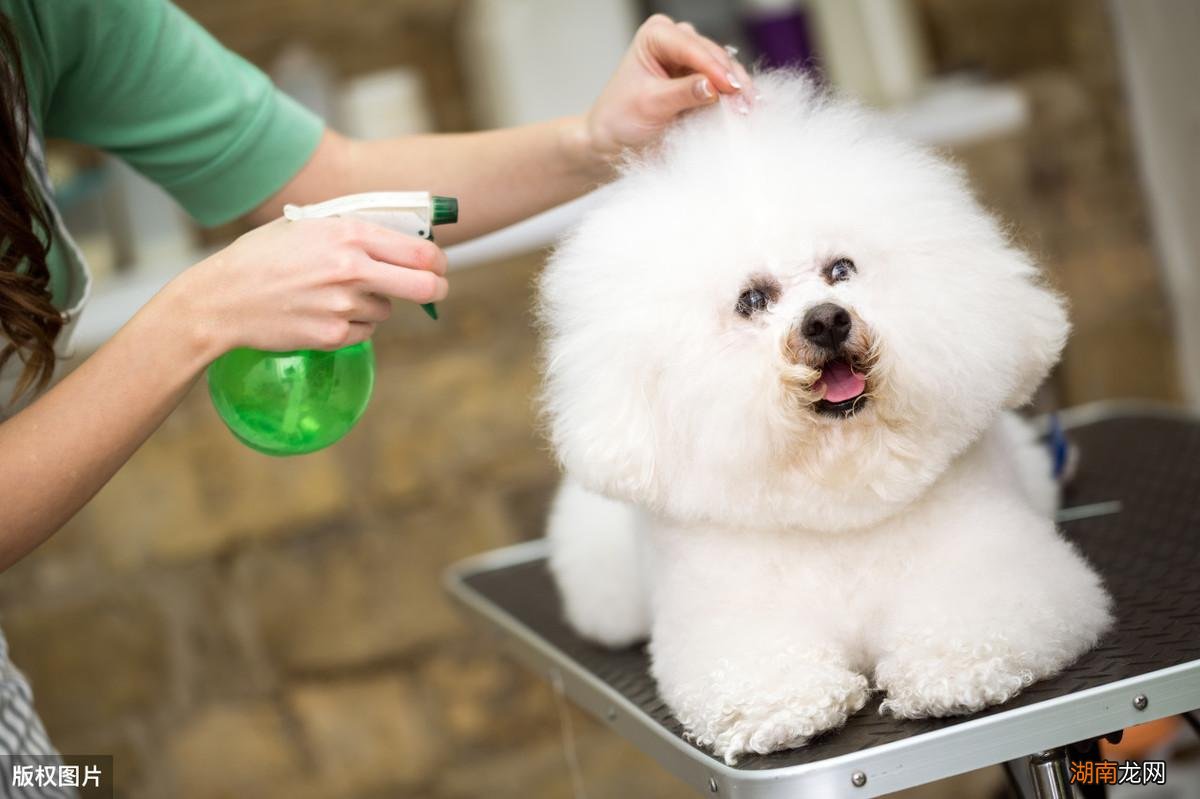纯比熊和串比熊性格有什么不同 串串比熊和纯比熊的区别