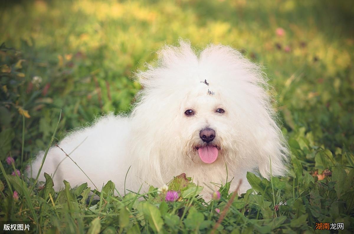 纯比熊和串比熊性格有什么不同 串串比熊和纯比熊的区别