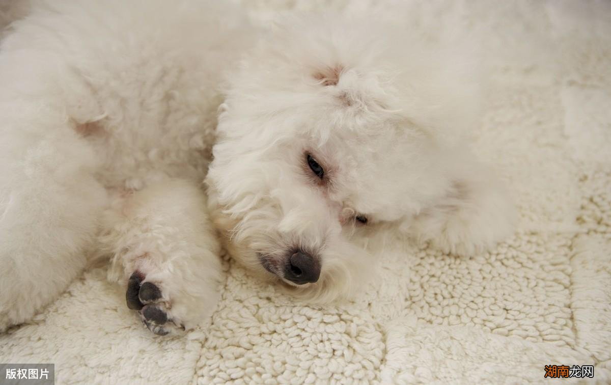 纯比熊和串比熊性格有什么不同 串串比熊和纯比熊的区别