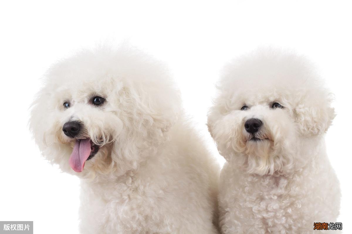 纯比熊和串比熊性格有什么不同 串串比熊和纯比熊的区别