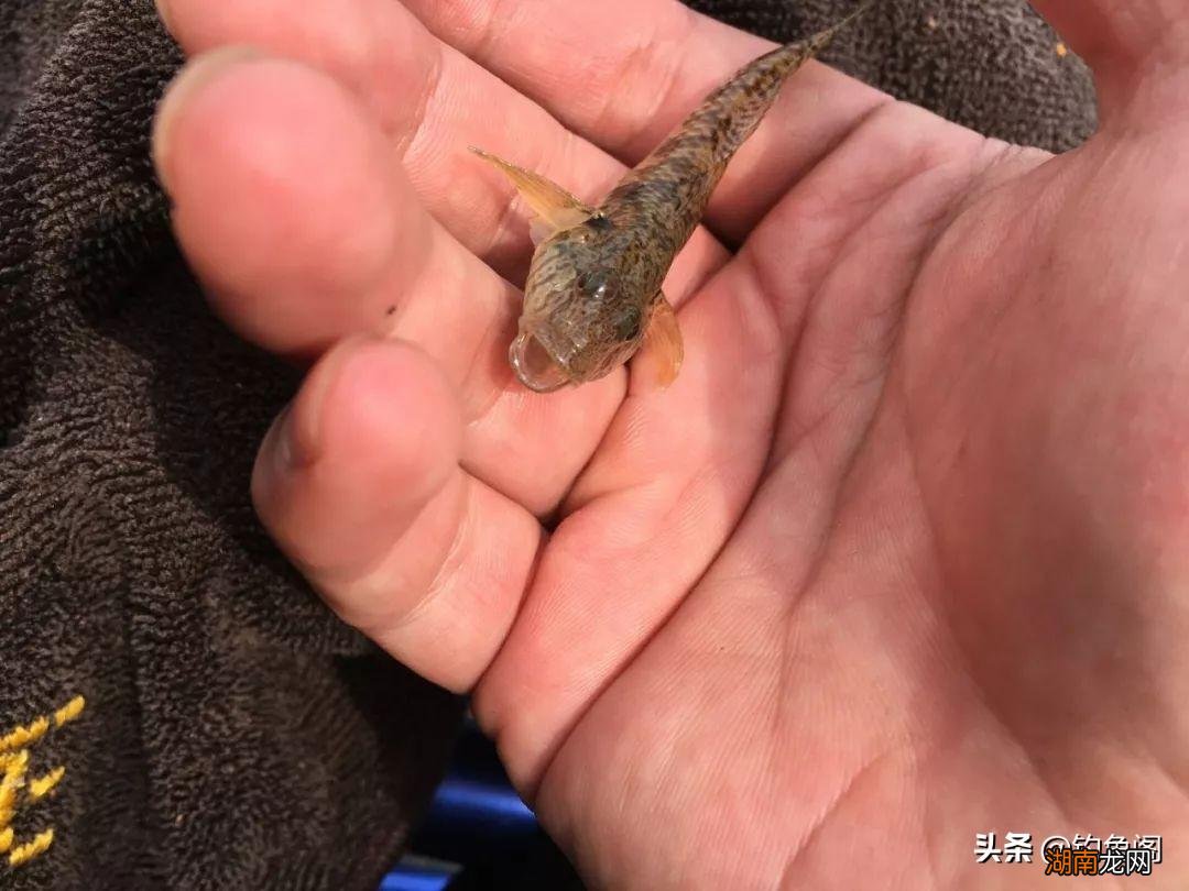 夏钓鲫鱼什么鱼饵好用 初夏钓鲫鱼用什么饵料最好