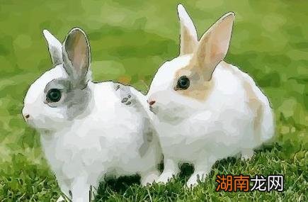 属兔的今年多大年龄2023