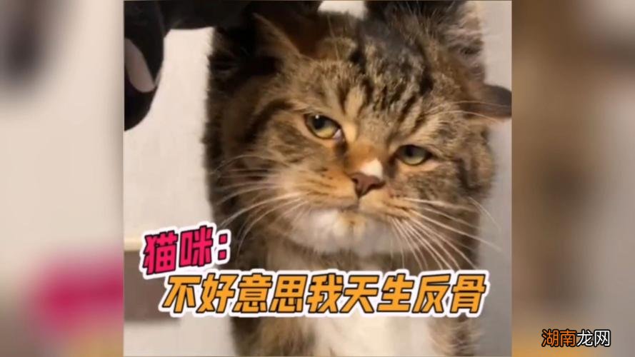 天生反骨是什么意思网络语