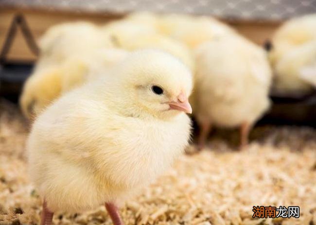 孵化小鸡要多少度最适宜 小鸡孵化的温度是多少摄氏度