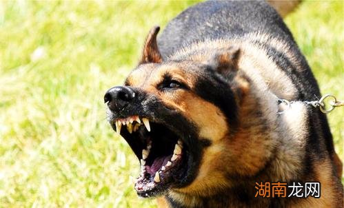 梦见狗追着咬没咬到是什么意思