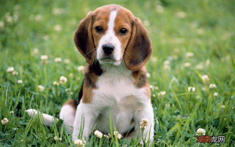 梦见小狗是什么征兆