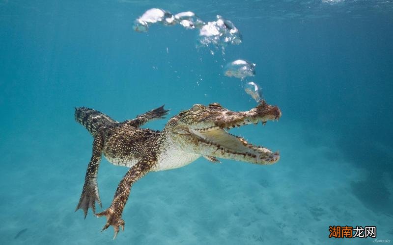 周公解梦女人梦到鳄鱼什么预兆