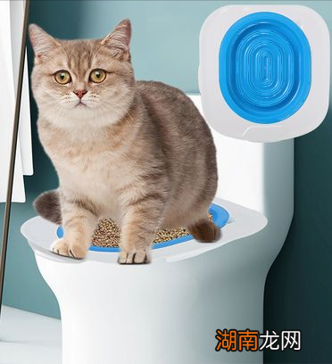 不要养英短猫的原因有什么 为什么不建议养英短蓝白