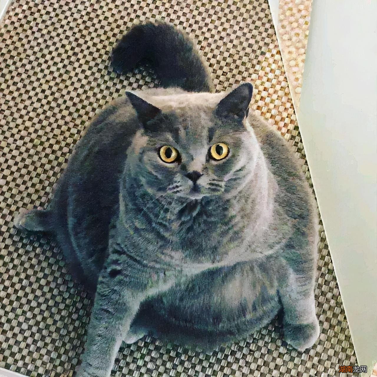 不要养英短猫的原因有什么 为什么不建议养英短蓝白