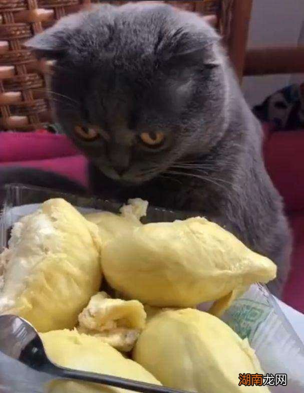 不要养英短猫的原因有什么 为什么不建议养英短蓝白