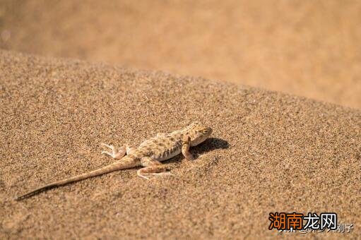 家里驱赶壁虎最有效最快的方法 壁虎怕什么如何驱赶