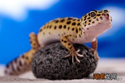 家里驱赶壁虎最有效最快的方法 壁虎怕什么如何驱赶