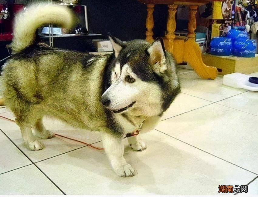 黑人多少代混血才能完全拥有白人特征 黑人血统几代会消失