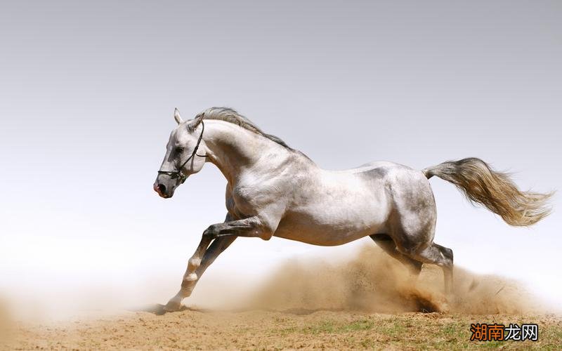 梦见白马是什么意思周公解梦