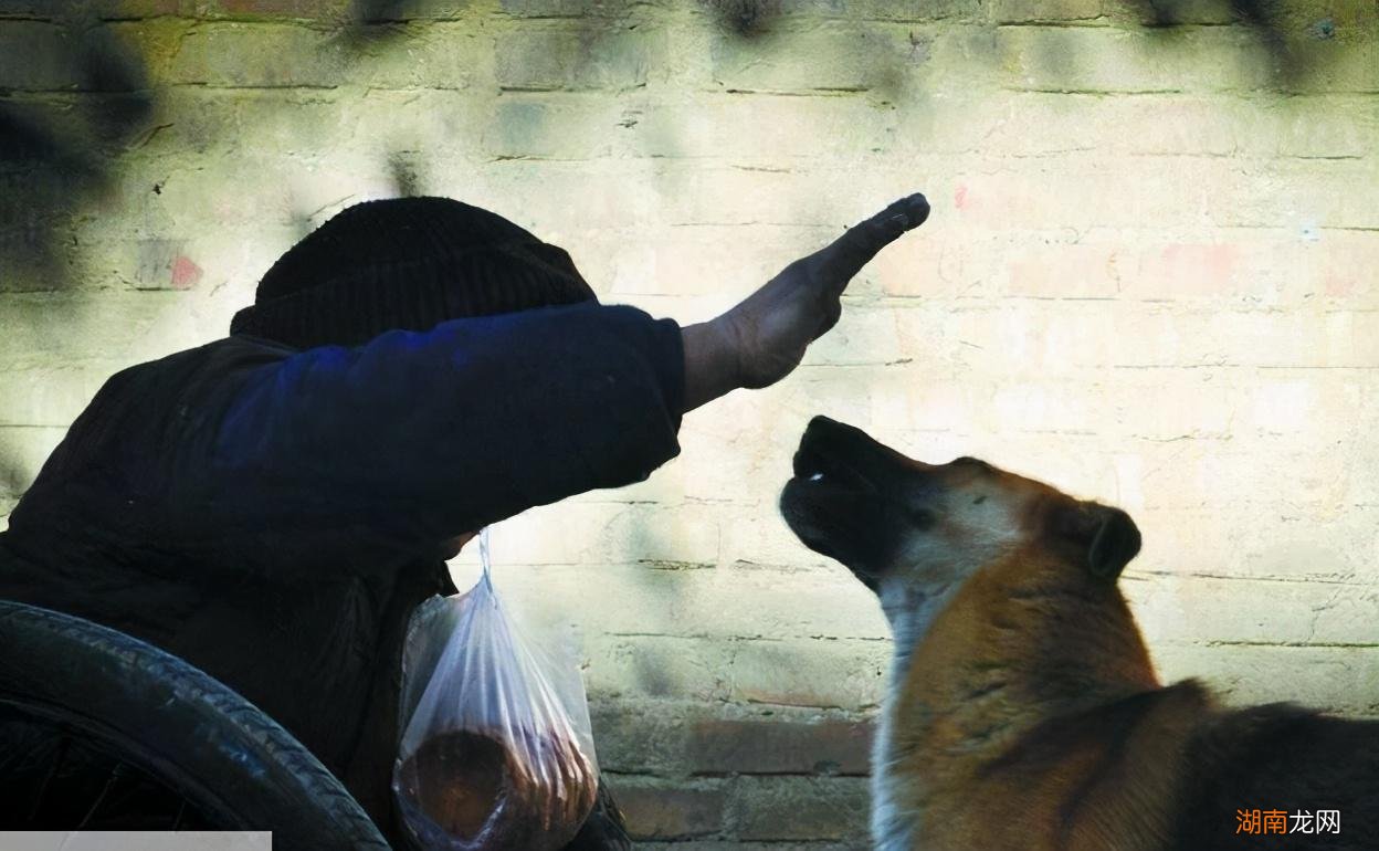 狗狗被主人打了以后会报复吗 德牧被主人打会记仇吗