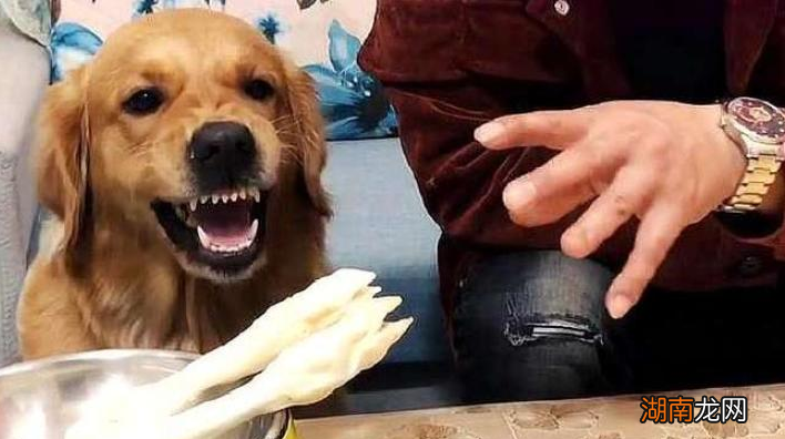 狗狗被主人打了以后会报复吗 德牧被主人打会记仇吗