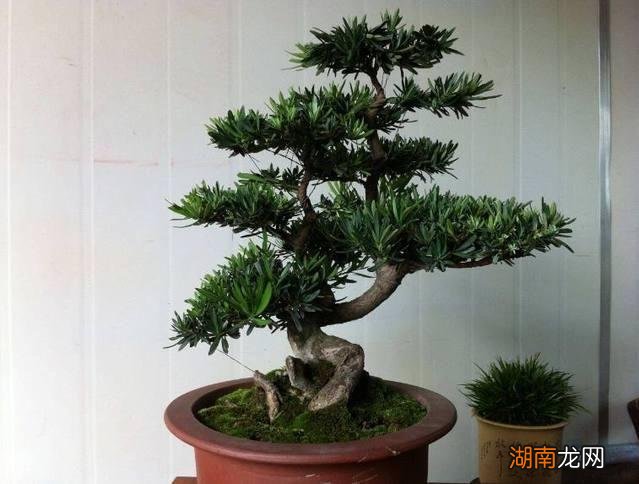 罗汉松盆景家里摆放风水禁忌 罗汉松最大的忌讳与讲究
