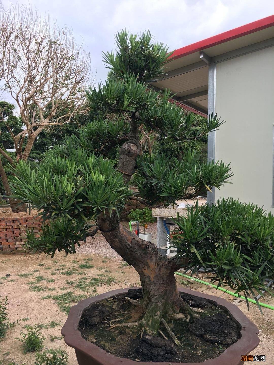 罗汉松盆景家里摆放风水禁忌 罗汉松最大的忌讳与讲究