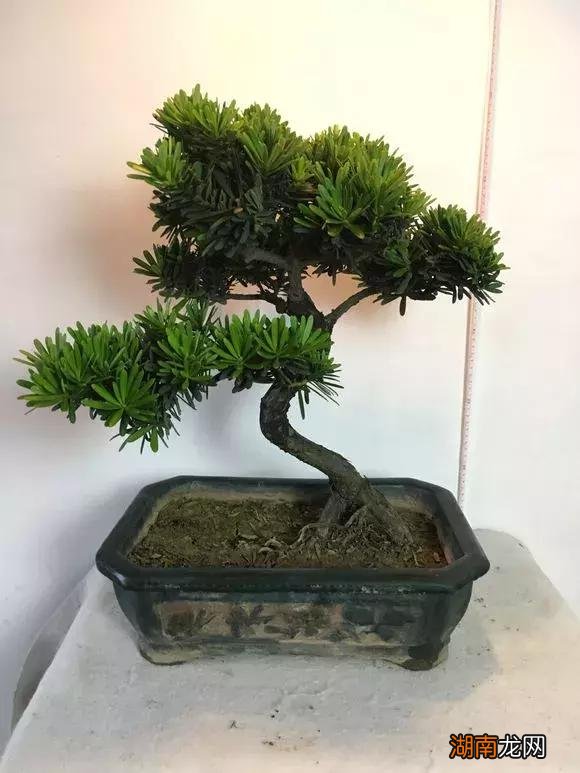 罗汉松盆景家里摆放风水禁忌 罗汉松最大的忌讳与讲究