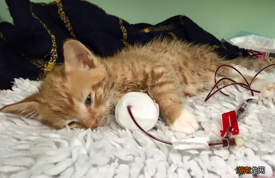 猫低沉呜呜像发怒 猫发出嗡嗡嗡像马达的声音是怎么回事