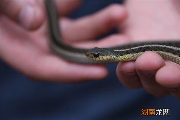 梦见打死蛇是什么预兆女性解梦