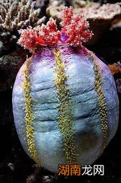 浅谈海苹果的饲养方法 海苹果是一种植物还是动物