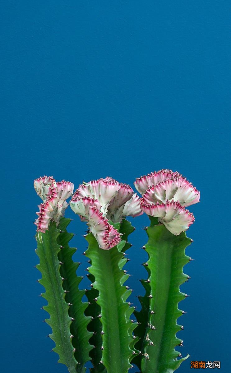 推荐家中不要养的5种有毒多肉植物 5种多肉千万不要养