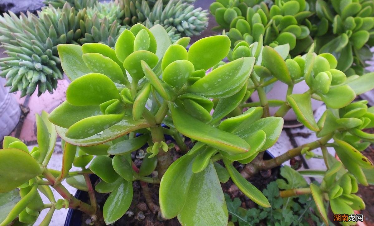 推荐家中不要养的5种有毒多肉植物 5种多肉千万不要养