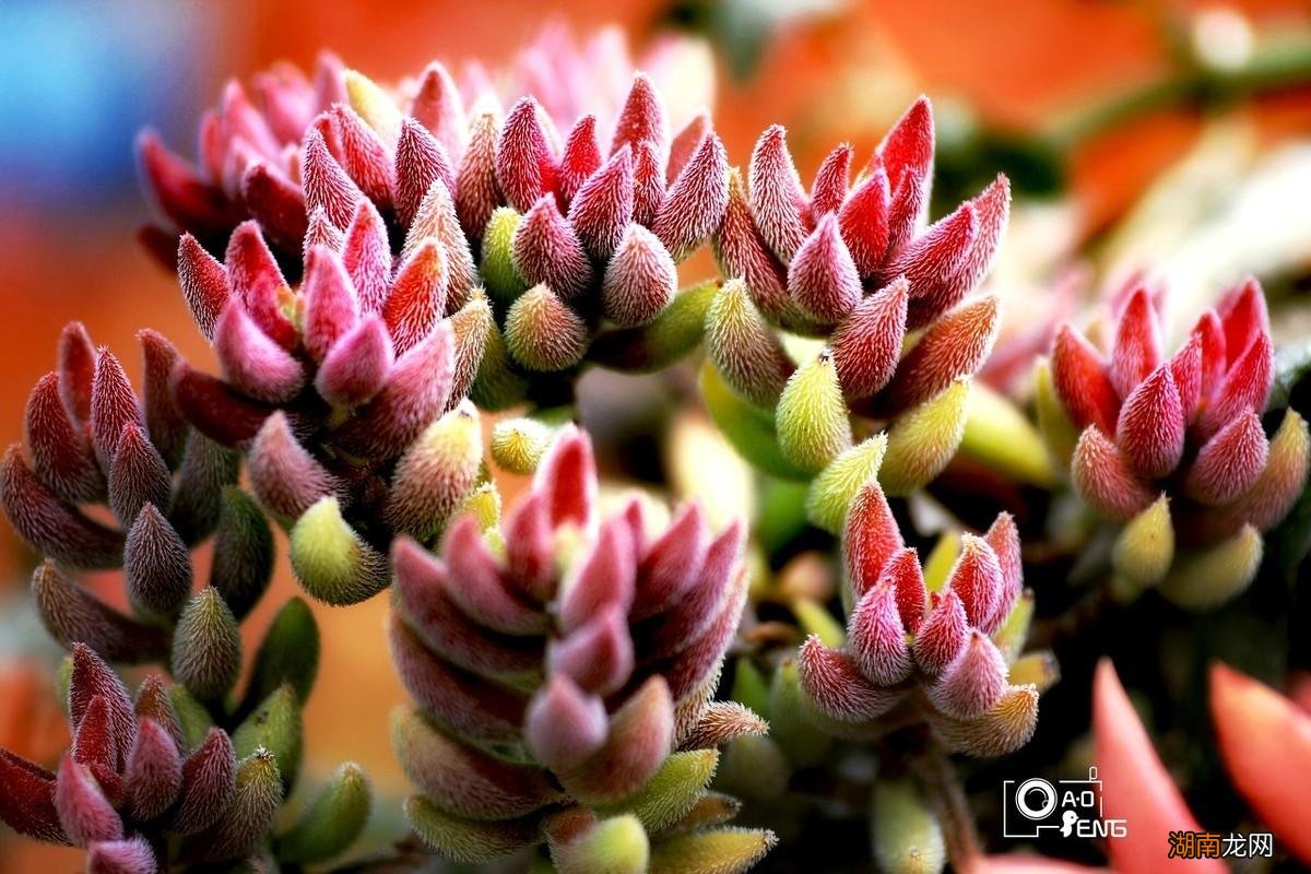 推荐家中不要养的5种有毒多肉植物 5种多肉千万不要养