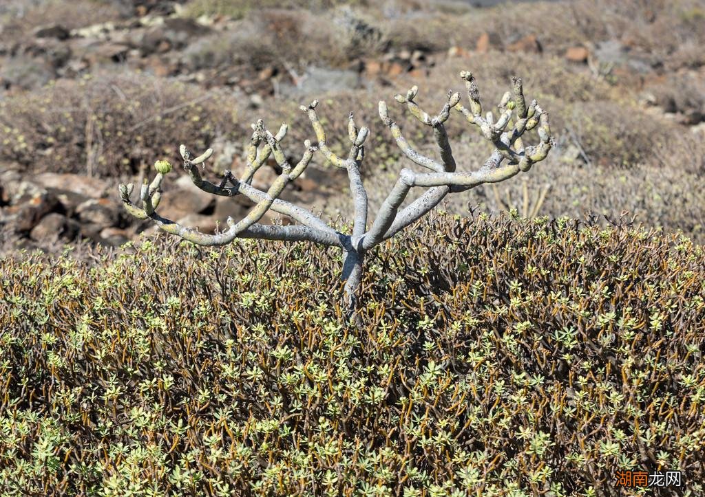 推荐家中不要养的5种有毒多肉植物 5种多肉千万不要养
