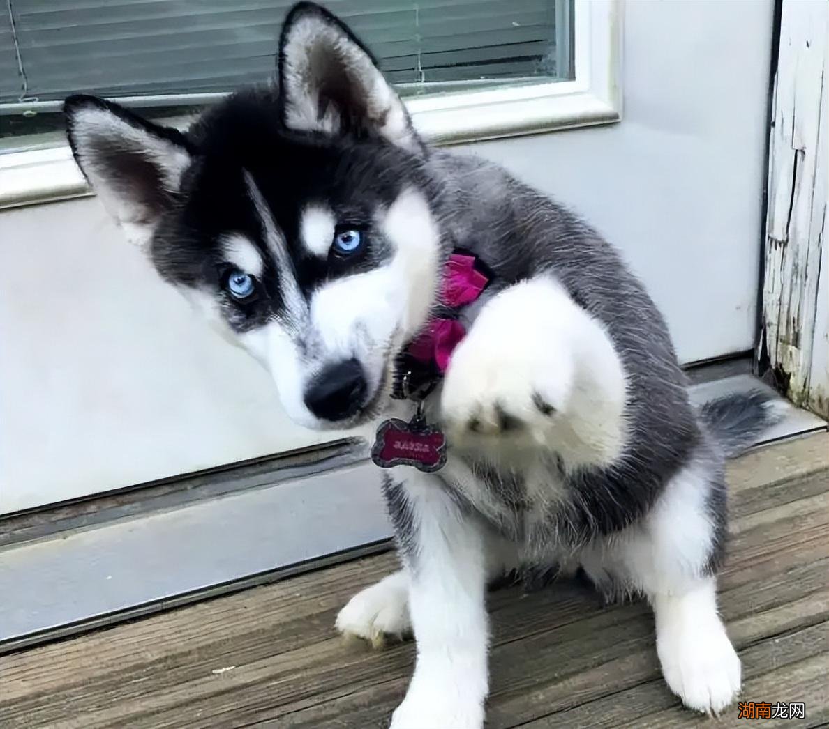 哈士奇犬进入老年有什么症状 哈士奇寿命一般是多少年