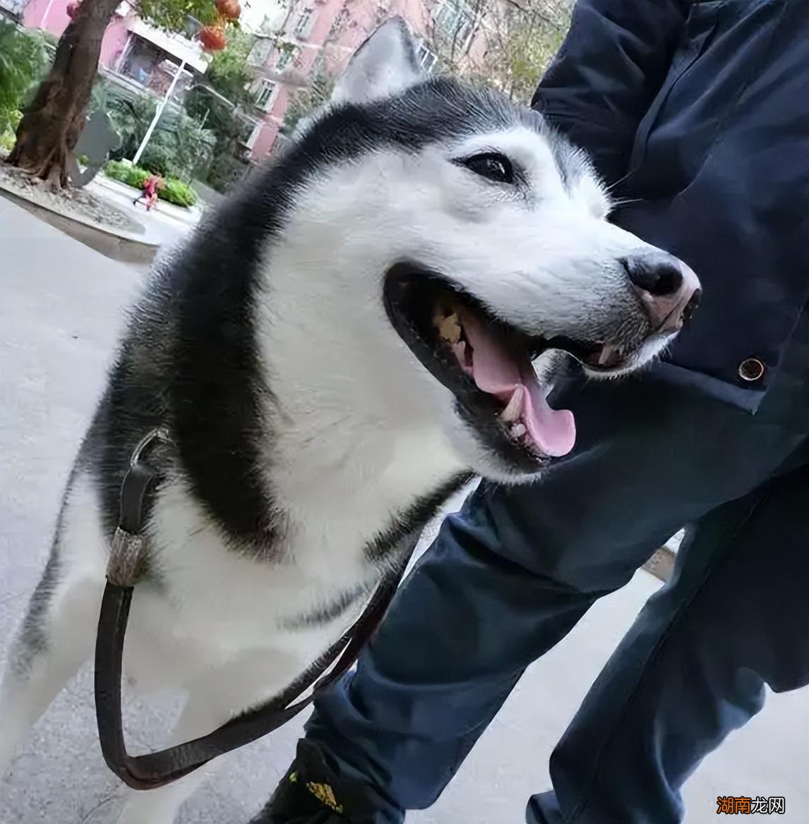 哈士奇犬进入老年有什么症状 哈士奇寿命一般是多少年