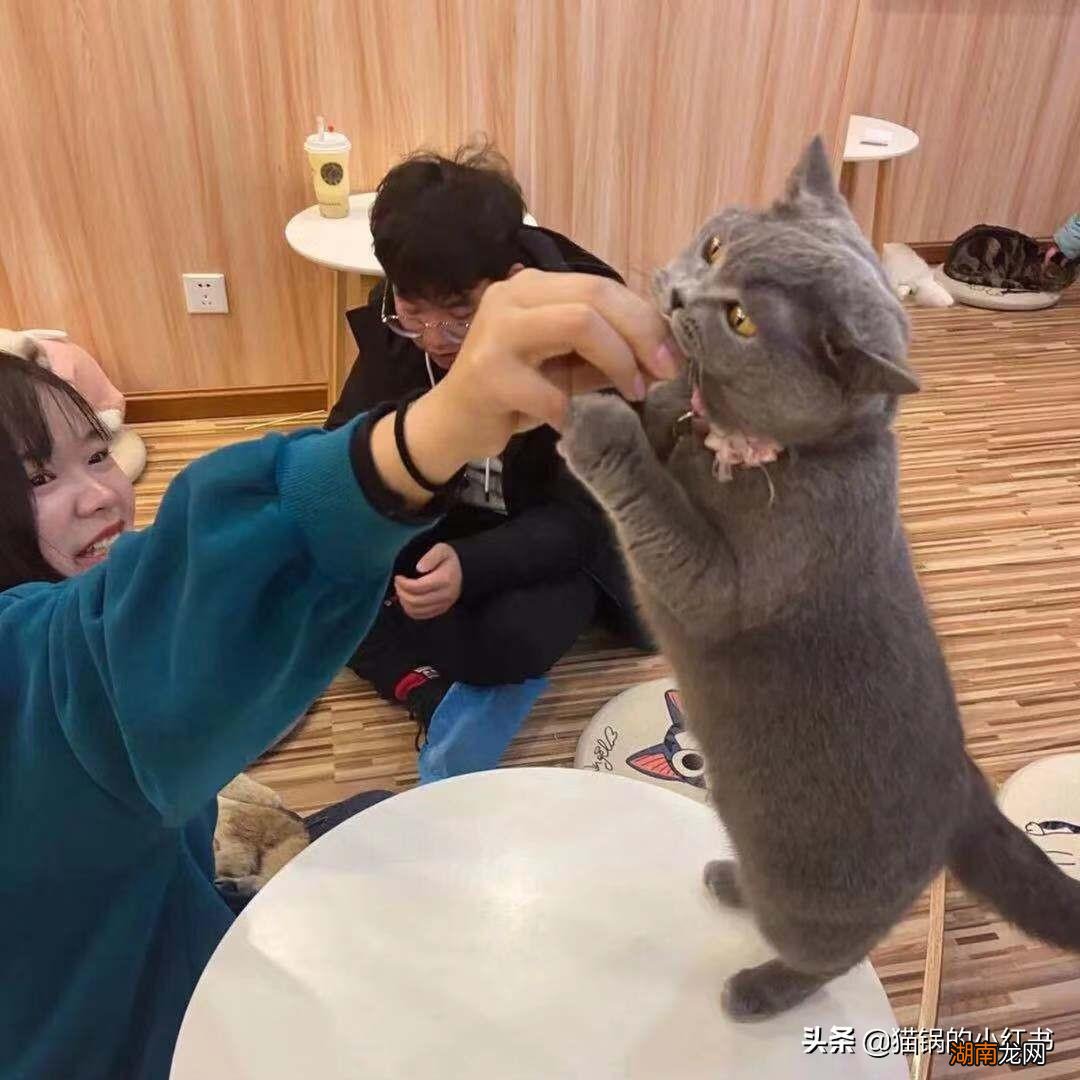 猫咖在中国市场的行业前景怎么样 猫咖是什么意思