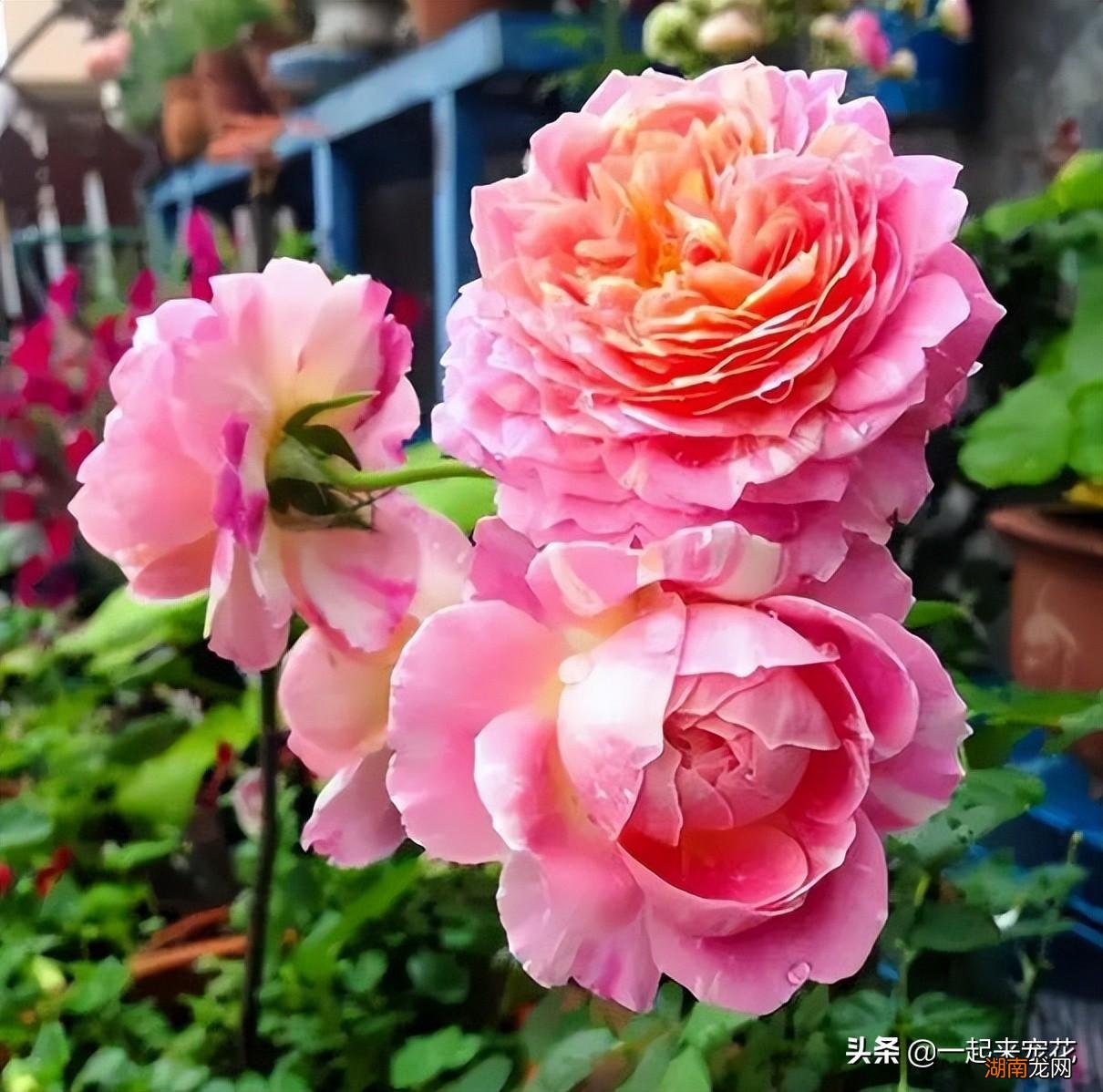 皮实好养颜值高的月季品种 十大最美月季花名称及图片