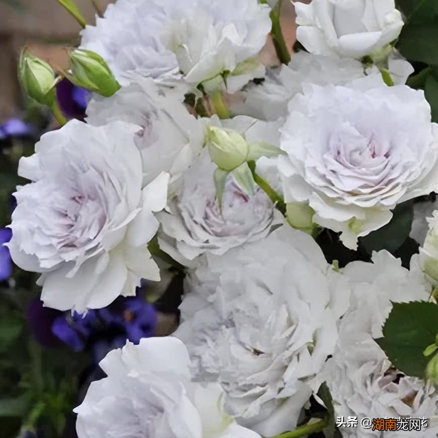 皮实好养颜值高的月季品种 十大最美月季花名称及图片