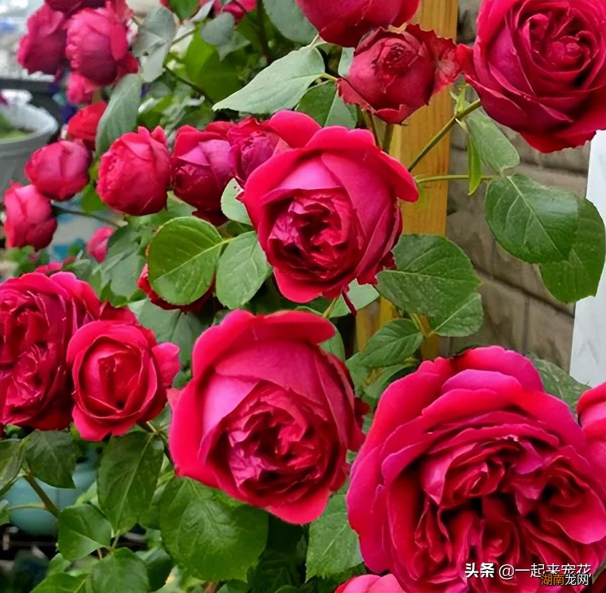 皮实好养颜值高的月季品种 十大最美月季花名称及图片