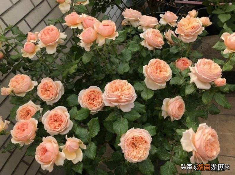 皮实好养颜值高的月季品种 十大最美月季花名称及图片