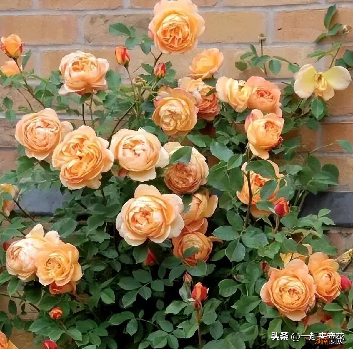 皮实好养颜值高的月季品种 十大最美月季花名称及图片