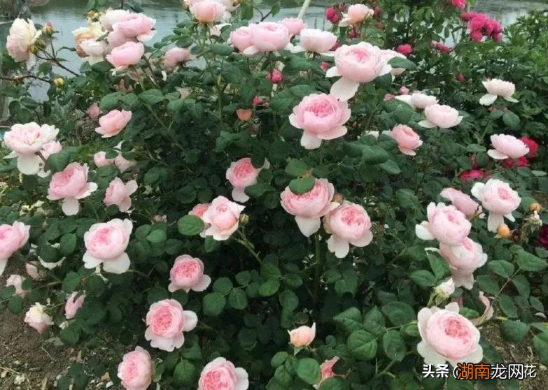 皮实好养颜值高的月季品种 十大最美月季花名称及图片