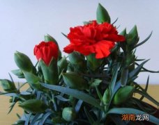 康乃馨开花的时间及养殖方法 康乃馨花期多长时间