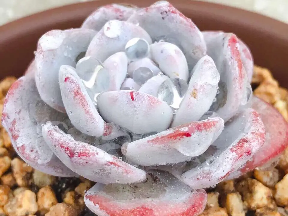 按照这三点给多肉补水爆盆很简单 多肉植物浇水还是喷雾