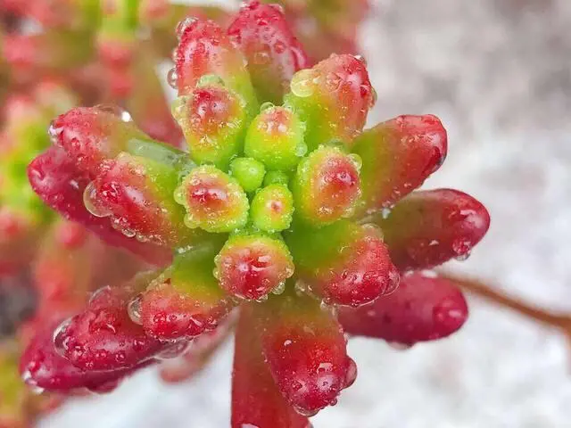 按照这三点给多肉补水爆盆很简单 多肉植物浇水还是喷雾