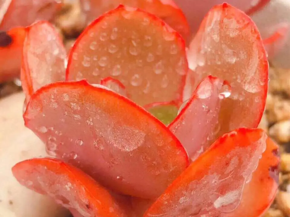 按照这三点给多肉补水爆盆很简单 多肉植物浇水还是喷雾