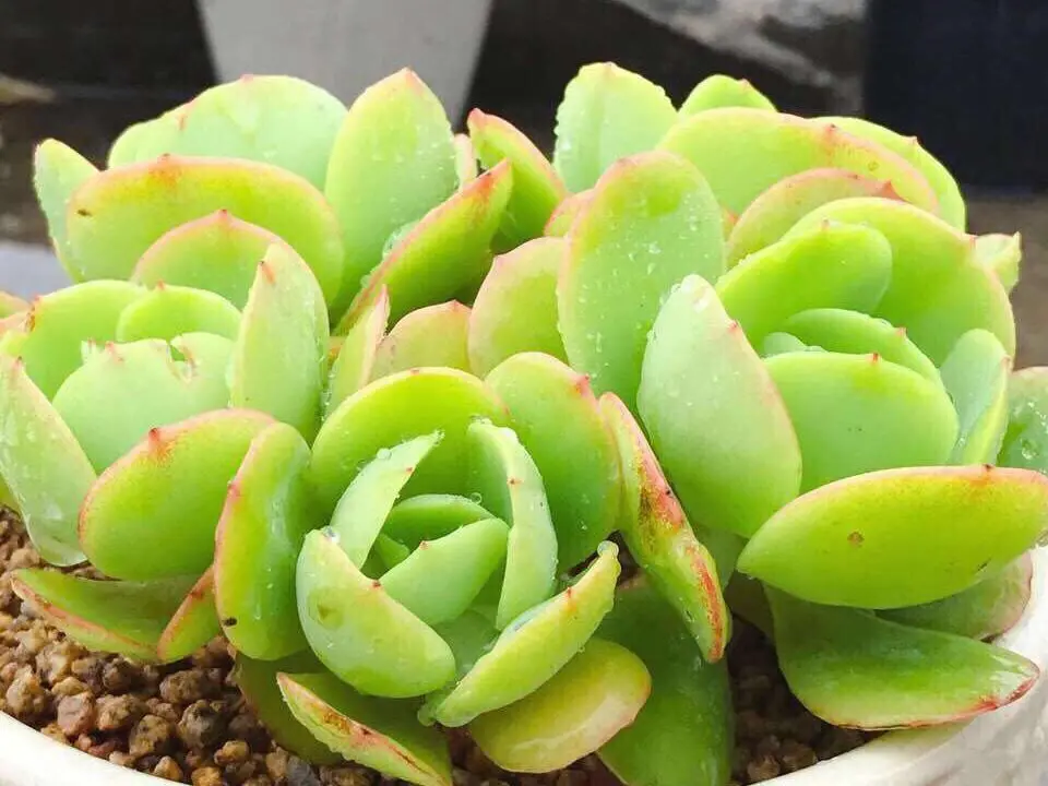 按照这三点给多肉补水爆盆很简单 多肉植物浇水还是喷雾