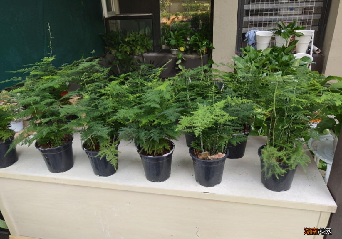 营养土是直接用还是掺着用 买的营养土还用掺土吗