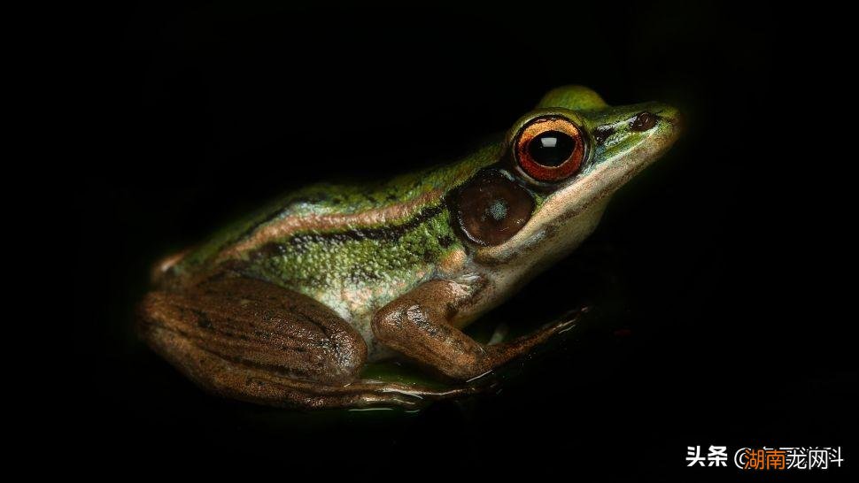 青蛙和蟾蜍有什么不同点 青蛙和蟾蜍的区别在哪里