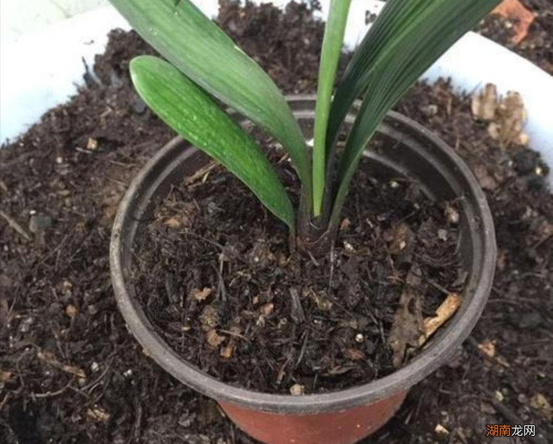 干松针怎样处理才能用来养花 干松针可以直接拌土种花吗
