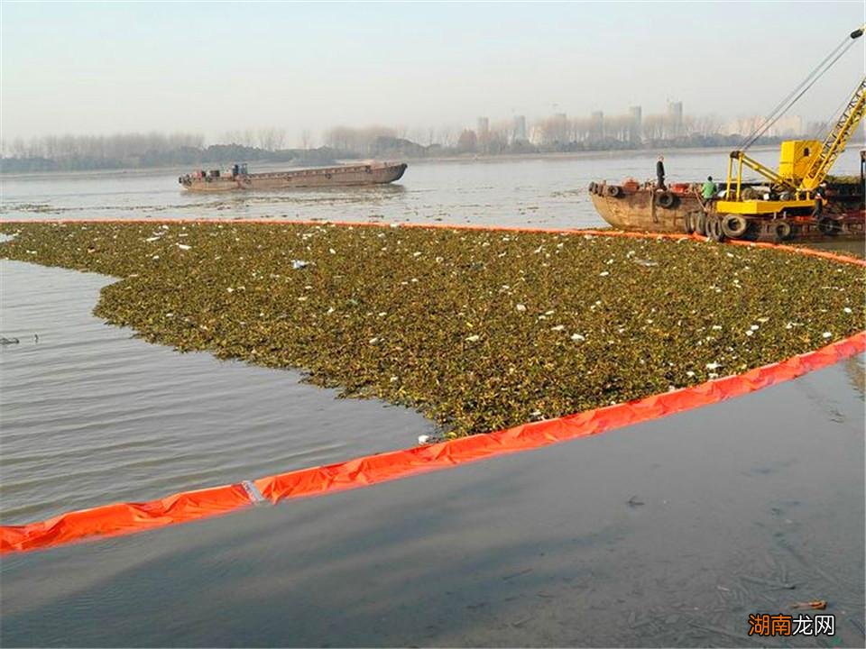来自南美洲的外来物种水葫芦危害大吗 水葫芦的危害有哪些
