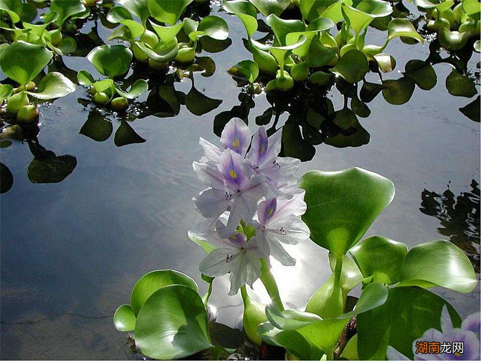 来自南美洲的外来物种水葫芦危害大吗 水葫芦的危害有哪些